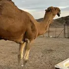 للبيع بعير احمر