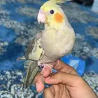 فرخ كروان اليف وهدد خارجي