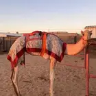 للبيع قعود مريحه