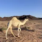 قعدان