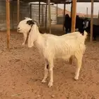 عنز للبيع