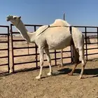 خلفه وضحاء كفو (( تم البيع ))