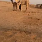 خلفه معها قعود