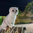 قط سكوتش فولد