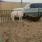 مشاريع فحول