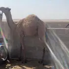 حاشي بري مقفل