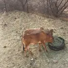 عجول للبيع