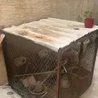 شبك طيور