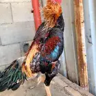 شامو الماني