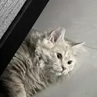 قط شيرازي ذكر للتبني