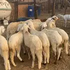 للبيع 10 سواكني دمازين ابيض