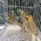 ثلاث حبات كناري