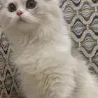 قطه صغيره