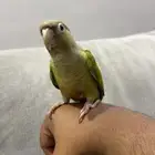 كنيور اليف ومتكلم