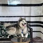 ألاسكا مالاموت للبيع