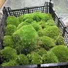 نبات الموس للتيراريوم