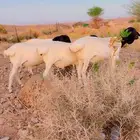ذبايح برابر مغلقه مرابي