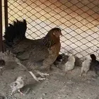 ماشاءالله