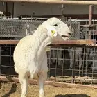 مشروع فحل حري صنف