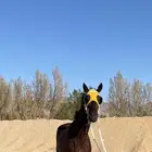 حصان شعبي