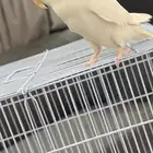 طير من نوع روز ذكر