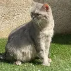 انثى سكوتش للبيع