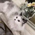 قطوه راغدول للبيع على السوم