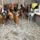ديوك بلدي للبيع