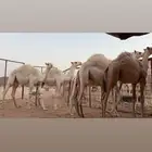 خمسه قعدان كفو ومغلقه شحم