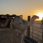 قعدان لبانيه