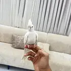 للبيع كروان البينو
