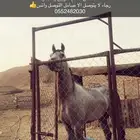 حصان شيخ