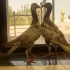 طبات لورنس شاميه