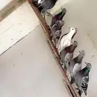 زواجل سباق