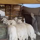 ذبايح سمين وظهر كفو خرفان من غنم شهران بسعر مناسب