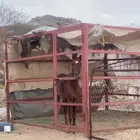خيل شعبي
