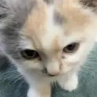 قطه بريطانيه للبيع