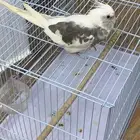 كروان هولندي اليييف