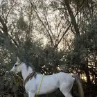 حصان فحل حا رر
