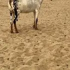 عنز بيشيه صنف