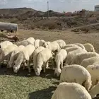 طليان العدد 33