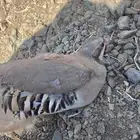 حجل للبيع العدد 3 و اشنير العدد 3