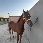 مهرة واهو دماء جمال