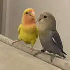 ببغاء روز اليفه