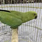 بيغاء الدره