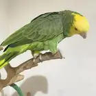 امزوني دبل يلو هد للبيع العاجل