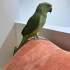 ببغاء درة هندي اليف