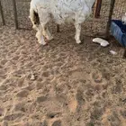 طلي حري تم البيع