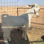 تيس جذع