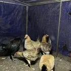 دجاج احجام TOP للبيع و ديك باكستاني